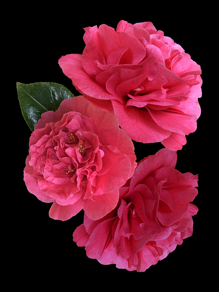 Pink Camelia on Black Vertical Print