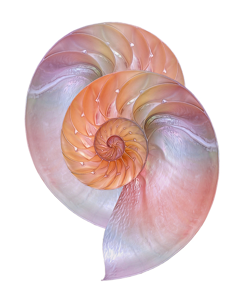 Pink Nautilus Pair On White Print