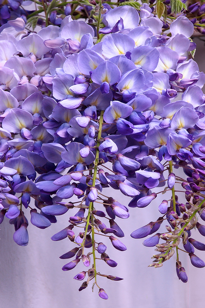 Purple Wisteria Flowers Print