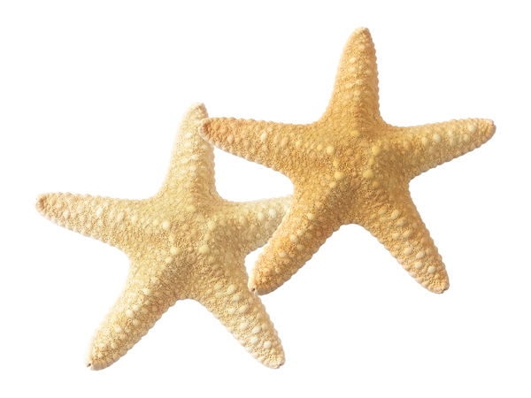 Starfish On White Print