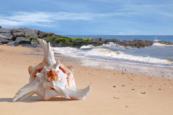 Summer Tide - Murex Seashell Print