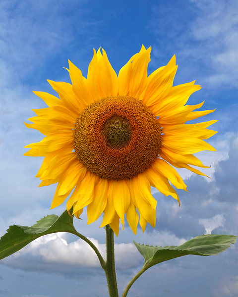 Sunflower Blue Sky Print