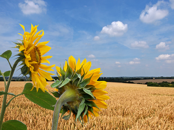 Sunflowers Overlooking Wheat Fields P7270085 Print