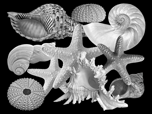 Treasures of the Deep in Black and White Print