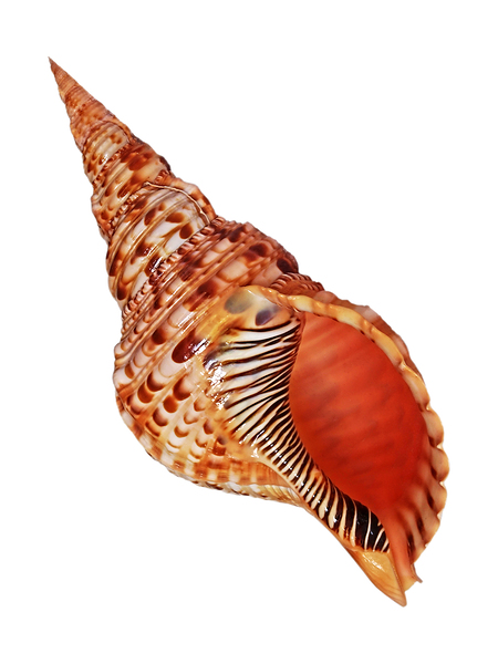 Triton Shell On White Vertical Print