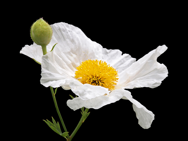 Matilija Poppy on Black Print