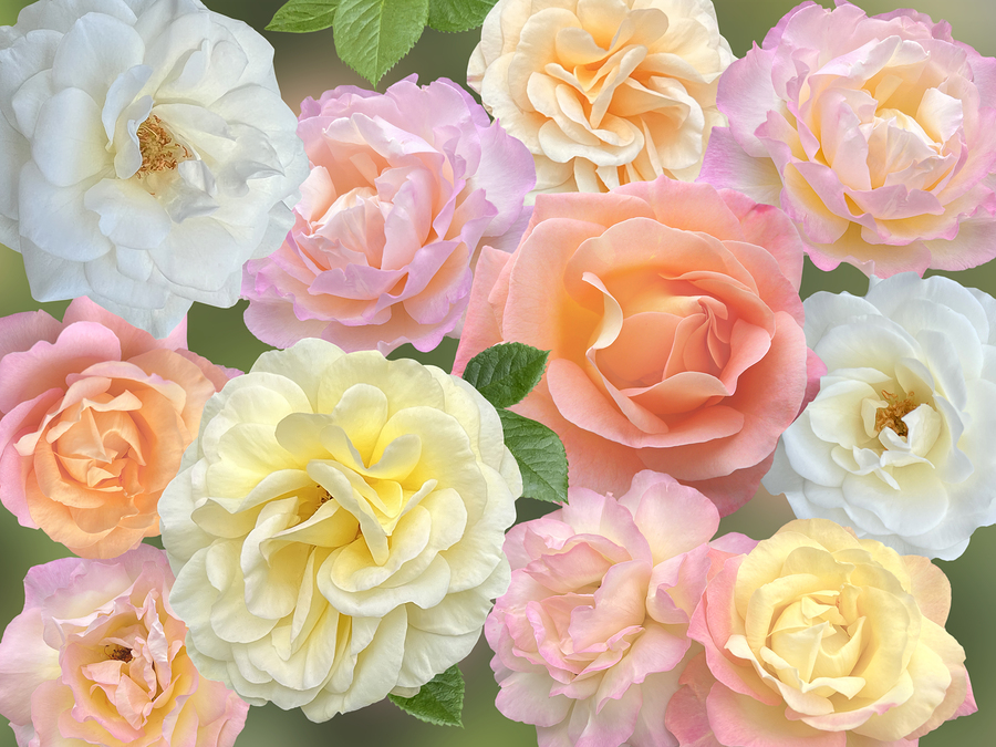Pastel Roses by Gill Billington Wall Art