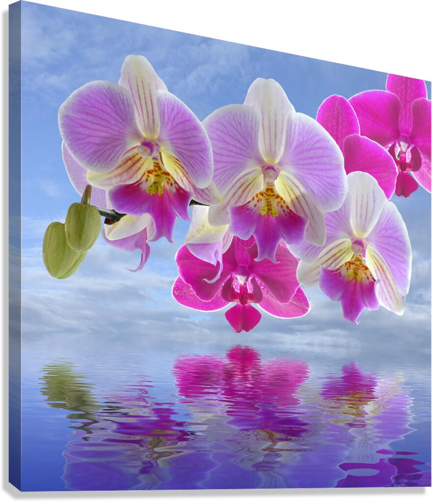 Colorful Purple Pink Orchid Spa Canvas Print