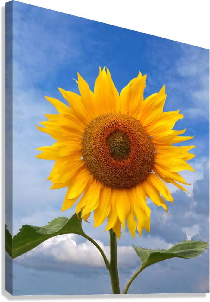 Sunflower Blue Sky Canvas Print