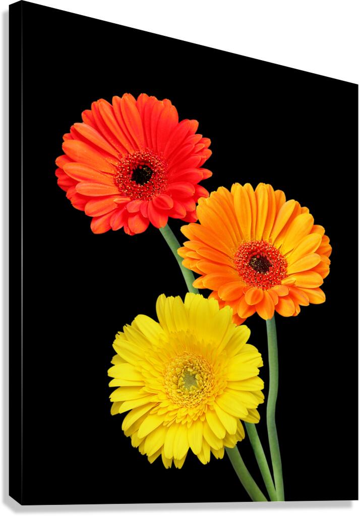 Sunny Gerbera Daisies On Black Canvas Print