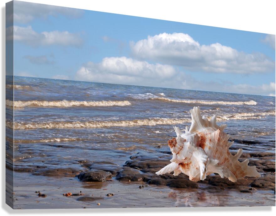 Call of the Ocean - Murex Seashell Canvas Print