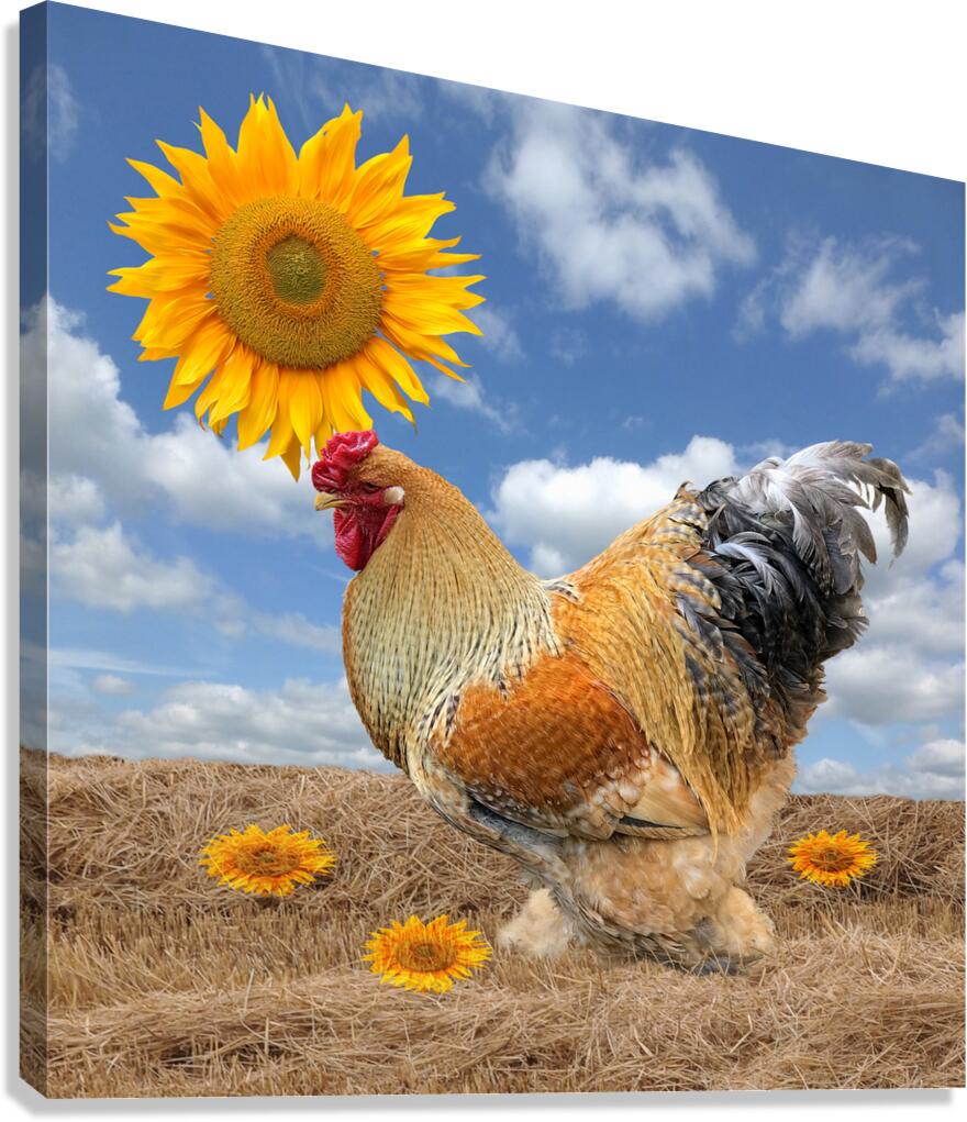 Good Morning Sunshine Rooster With Sunflower Canvas Print