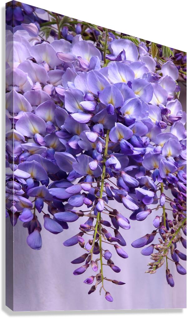 Purple Wisteria Flowers Canvas Print