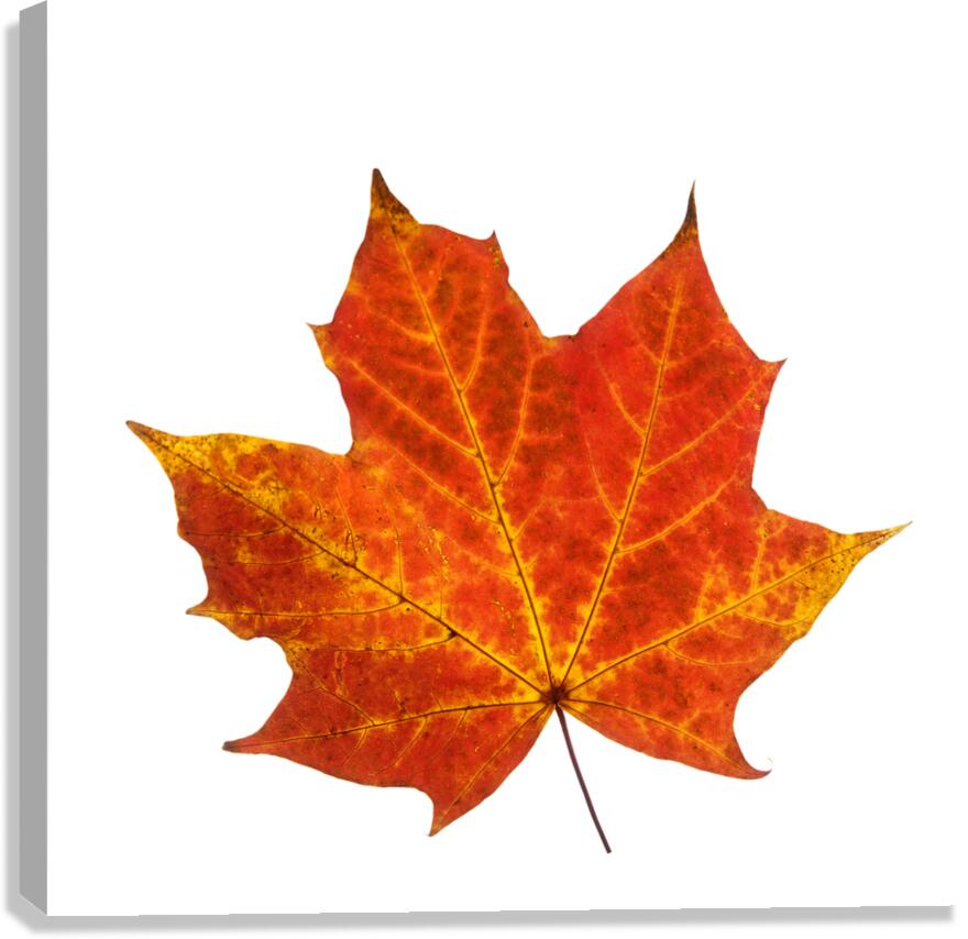 Autumn Leaf 3 Canvas Print