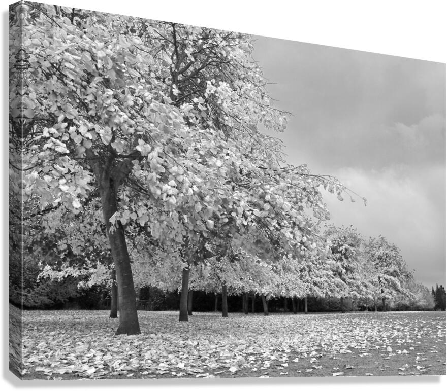 Autumn Days in Mono Canvas Print