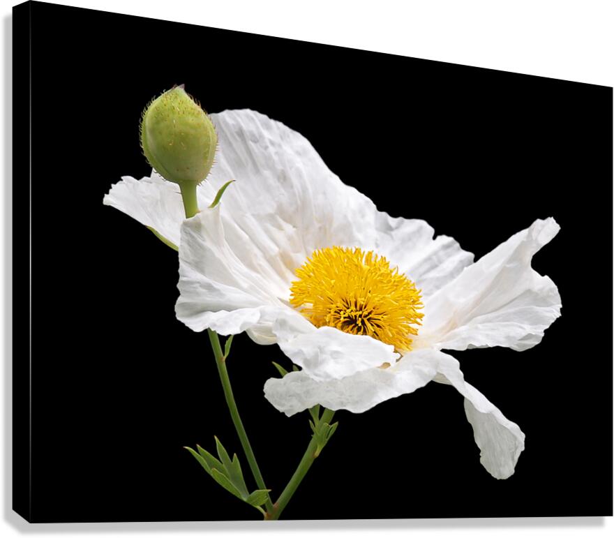 Matilija Poppy on Black Canvas Print