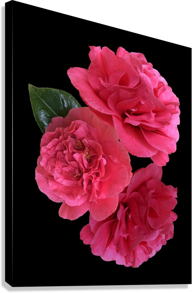 Pink Camelia on Black Vertical Canvas Print