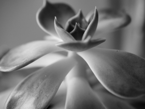 Mothers Day Plant by StepZ