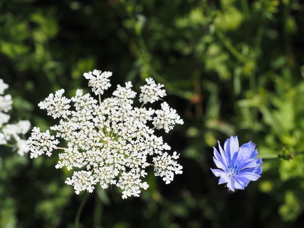 Flowers Print