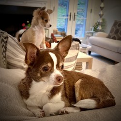 Pupple
