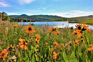 kolob flowers