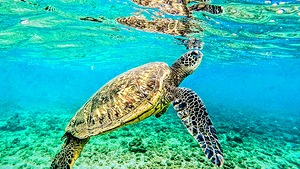 Turtle Maui