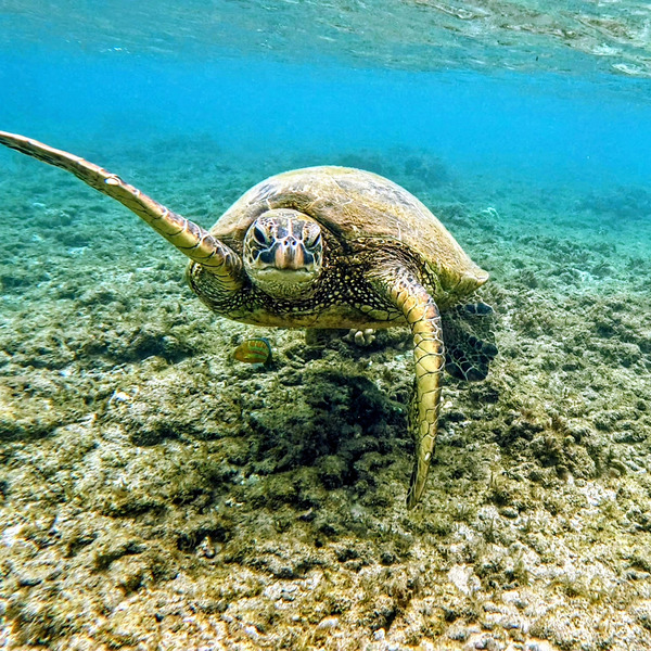 Waving Turtle  Print