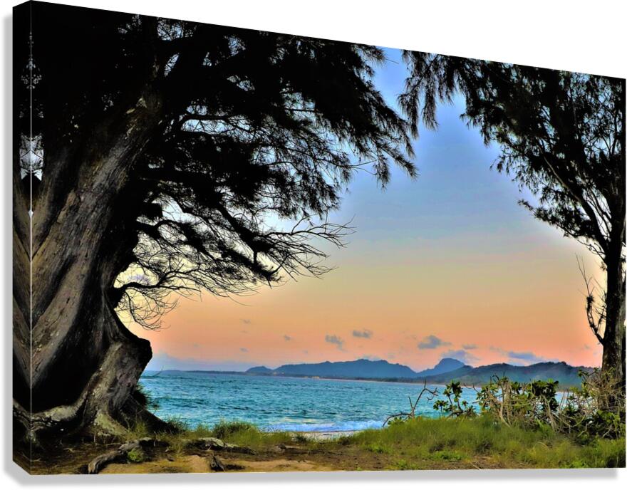 sunset trees hawaii Canvas Print