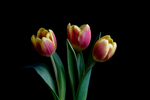 Three Tulips