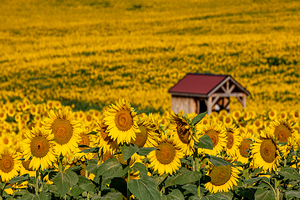 Sunflower Morning