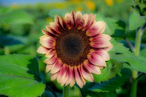 Dreamy ProCut Plum Sunflower