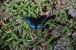 Black Swallowtail Butterfly