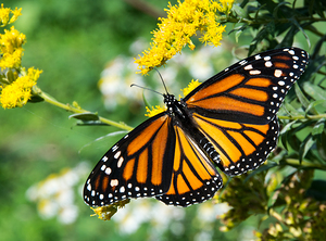 Eastern Monarch Butterfly