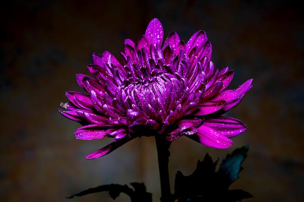 Dramatic Purple Print