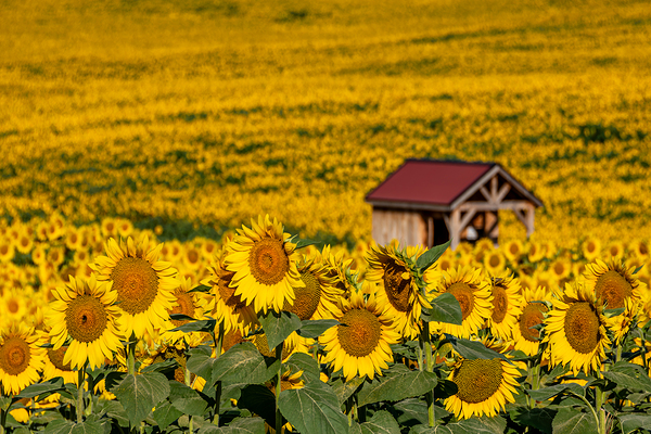 Sunflower Morning Print