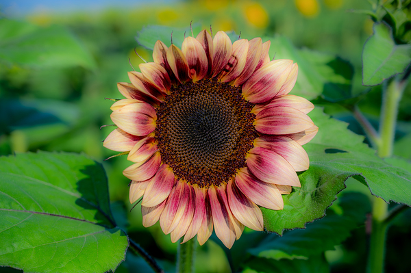 Dreamy ProCut Plum Sunflower Print