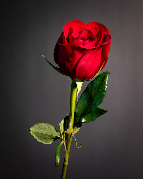 Single Red Rose Print