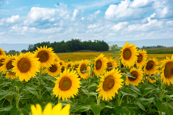 Amazing Sunflowers Print