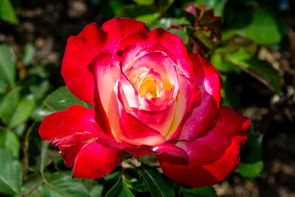 DOUBLE DELIGHT ROSE Print