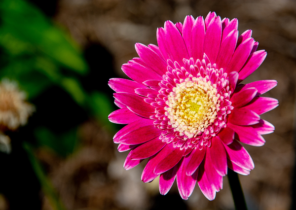 Garvinae Sweet Fiesta Gerber Daisy Print