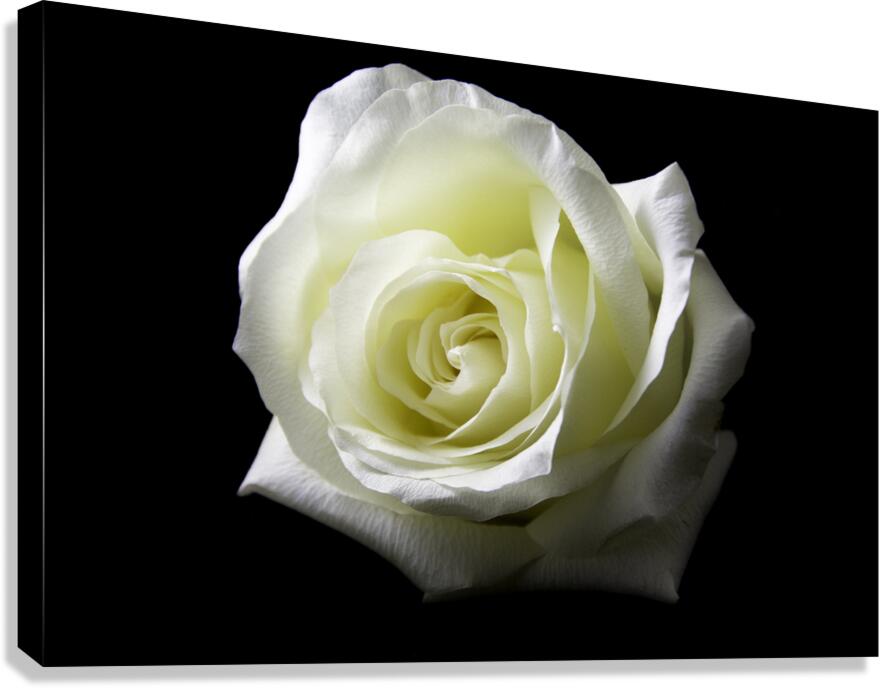 White Rose Canvas Print