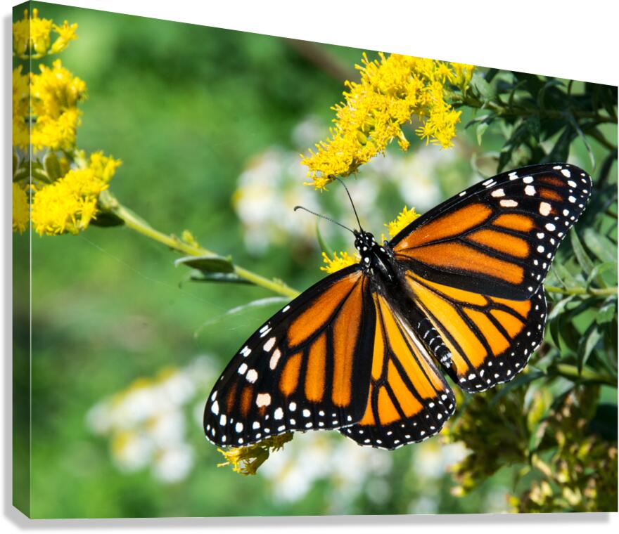 Eastern Monarch Butterfly Canvas Print
