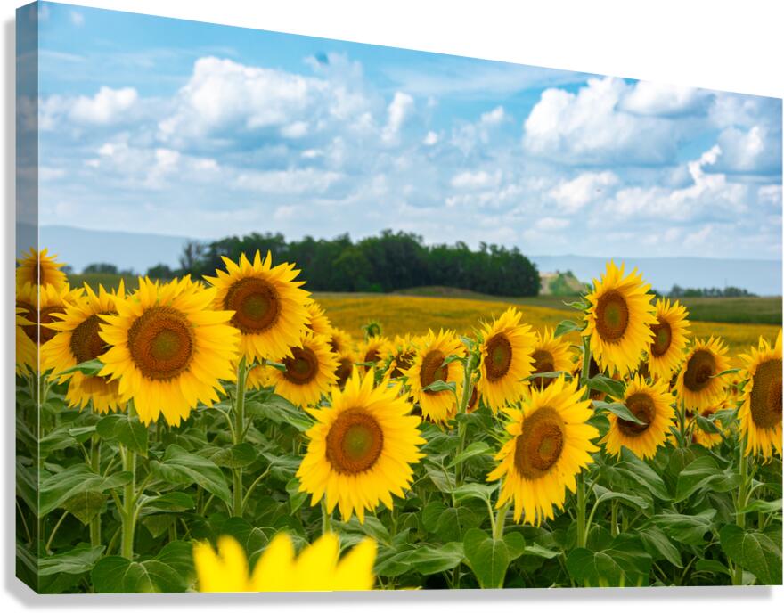 Amazing Sunflowers Canvas Print