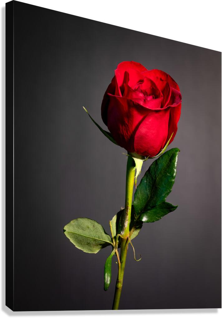 Single Red Rose Canvas Print