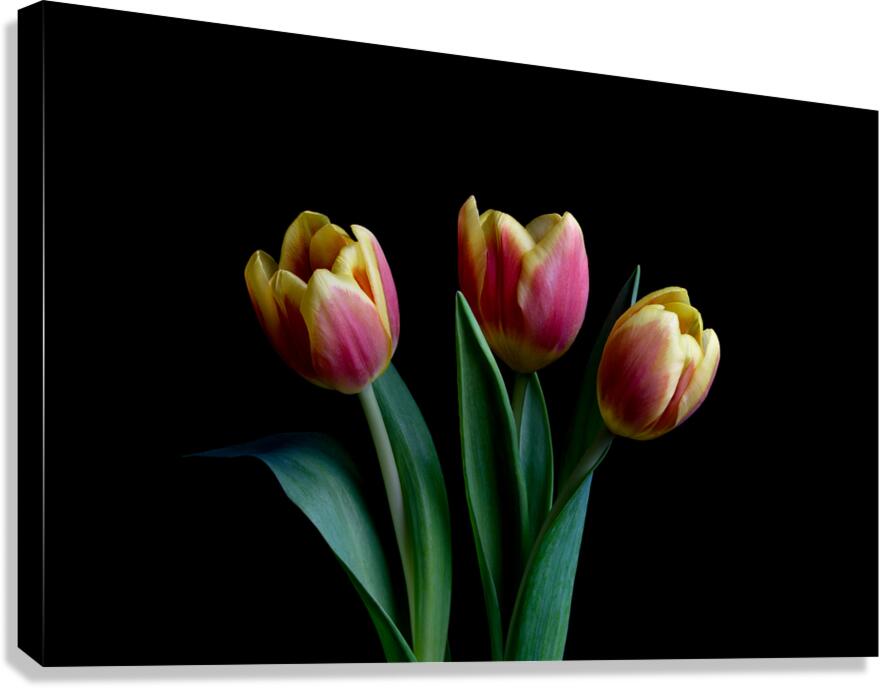 Three Tulips Canvas Print
