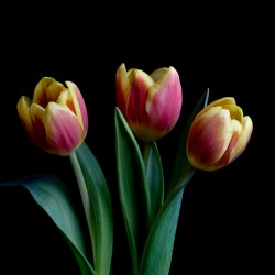 Three Tulips