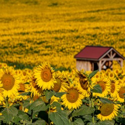 Sunflower Morning
