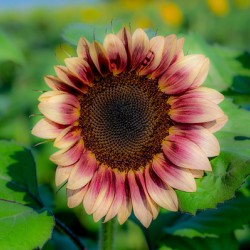 Dreamy ProCut Plum Sunflower