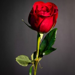Single Red Rose