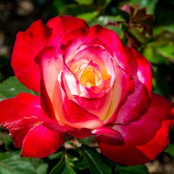 DOUBLE DELIGHT ROSE